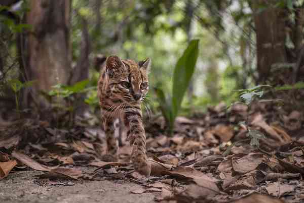 We Can’t Stop Watching the First New Cat Species Found in a Century